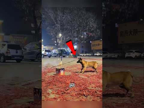 أول لقاء للكلب مع الالعاب النارية