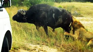 Buffalo Bursts Car's Tire to Chase Lions Away  Latest Wildlife Sightings