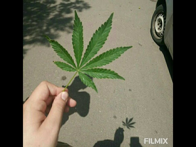 Братва цыганского народа