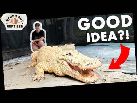 100 Animal Experts vs My Wife | The Pet Alligator Situation