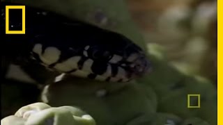 Thrasher vs. King Snake | National Geographic