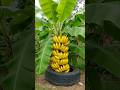 Easy And Fast Method To Propagate And Grow Banana Trees Nature Fruits Garden Easy And Fast Method To Propagate And Grow Banana Trees Nature Fruits Garden