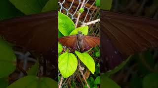 Miami Insect: Rare Huge  Mangrove Skipper #butterfly #moth