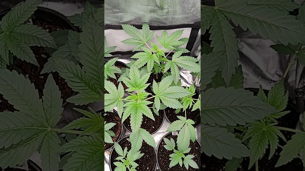 update on my new grow. Black Runtz & white Runtz grow. I make sure I do not have any yellow leaves.