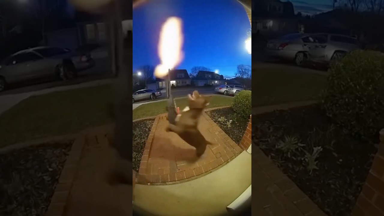 Dog Funny Moments🤣🤣 