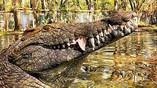 Nile Crocodile feeding!!
