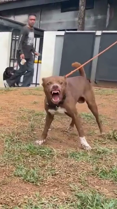 FLoki lagi marah