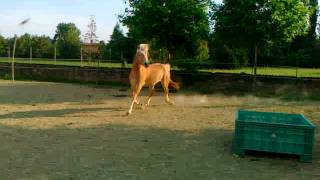 Puledro Haflinger in vendita - Apollonio