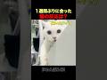 １週間ぶりに飼い主と再会した猫の反応が…！