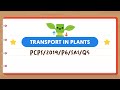 Transport in Plants Quiz