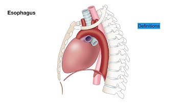 EGD-Colonoscopy-Enteroscopy: Lesson 1 -Anatomy of the Esophagus