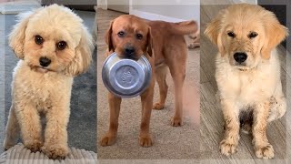 Doggos That Will Make You Feel Happy Inside 😍 by Fluppy 79,289 views 2 years ago 12 minutes, 58 seconds