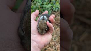 a wild bunny wandered into our bunny hutch.