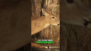 Maximize Your Hunting Success: Morning vs Evening Strategy #deerhunting #offseason #betterdeerhunter
