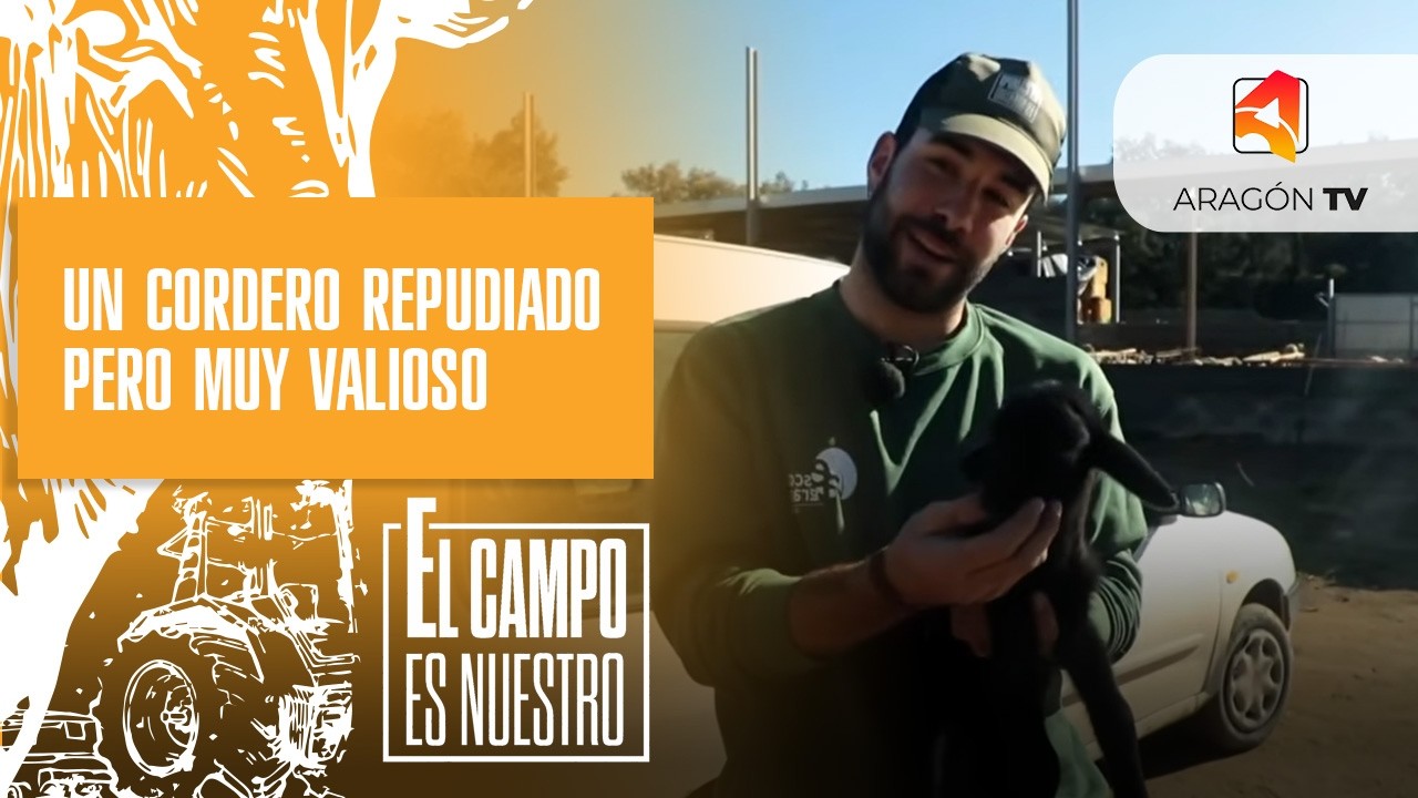 Un cordero repudiado pero muy valioso