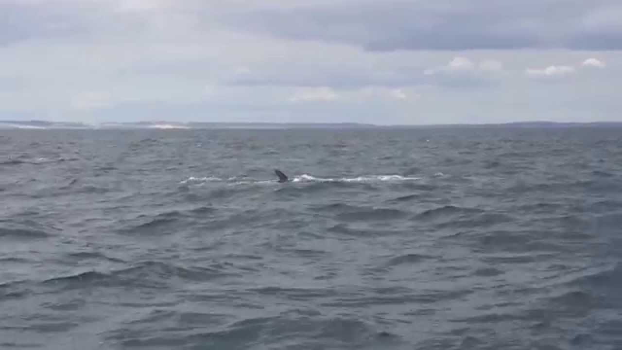 Fin whales off Seven Heads