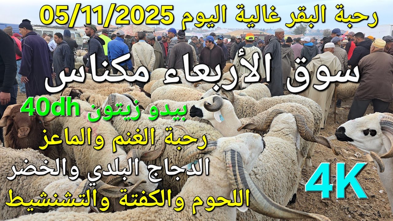 أثمنة الغنم والبقر والدجاج واللحوم سوق الأربعاء صوريا مكناس اليوم 05/11/2025