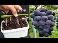 simple method grow grapes tree from grapes with alovera