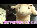ぬいぐるみとお留守番してた子猫が可愛すぎました【保護猫ロコ】