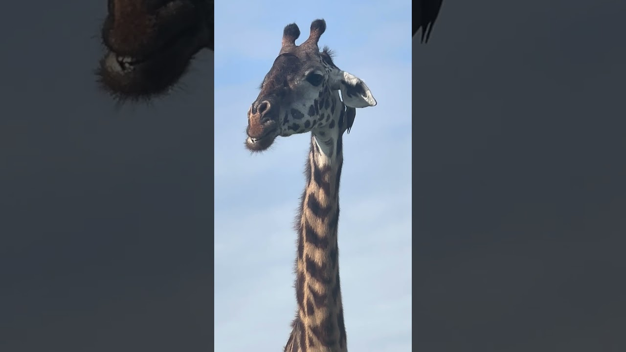 TAILOR MADE SAFARI IN NAIROBI NATIONAL PARK   - VISIT ISKER SAFARIS LTD