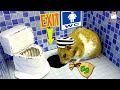 Hamster escapes the awesome maze for pets in real life  the best hamster challenges