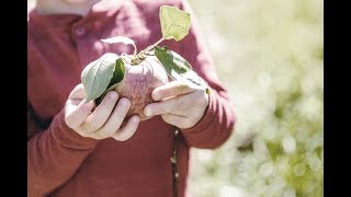 Fall Apple Picking + Apple Buttermilk Skillet Cobbler Recipe