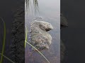 с просонья...