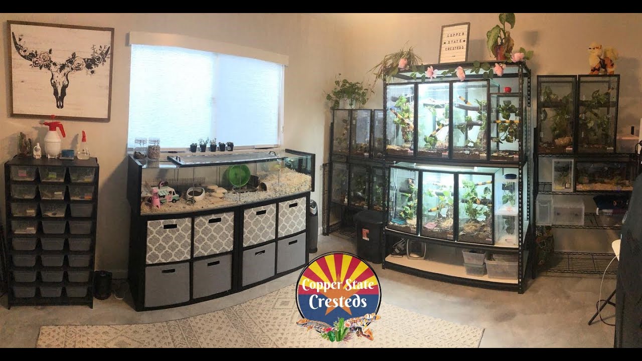 Gecko & Pet Room Tour Over 25 Crested Geckos Crested Gecko Breeder