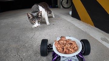 Cat Meets Robot Food Bowl for the First Time!