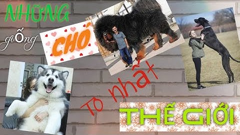 Top những loài chó đẹp nhất thế giới