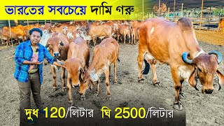 ভারতের সবচেয়ে দামি গরুর ফার্ম | Gir Cow | ঘি 2500 টাকা  দুধ 120 টাকা | Dairy Farm | Cow Farm