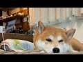 お昼寝編集　LIVE配信中
