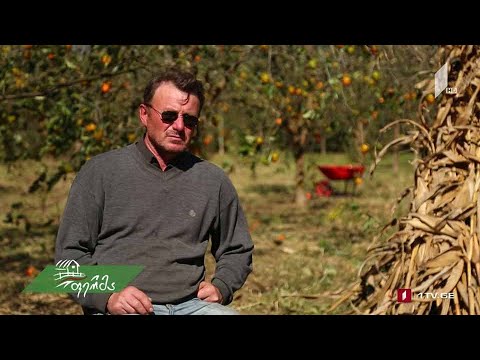 #ფერმა ხურმის „რთველი“ მარტვილელი ფერმერის კარმიდამოში