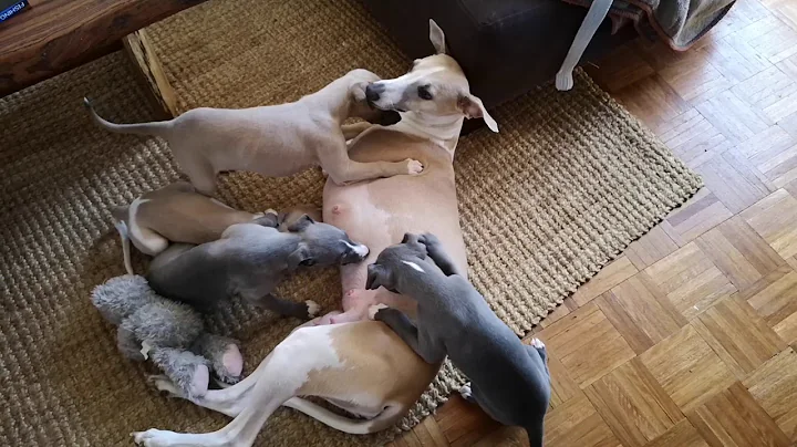Whippet puppies pile on mum