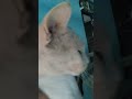 relaxed, sleepy stare with slow cat #animals #catdaddy #catshorts #animals #animals #humanity