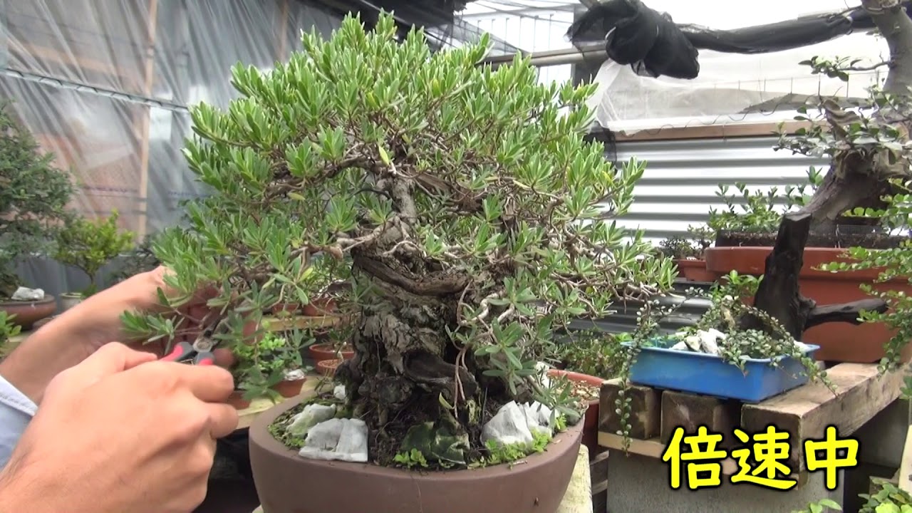 盆栽☆ハマシタン