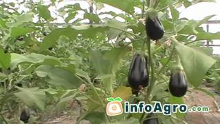 Eggplant growing. 1/2