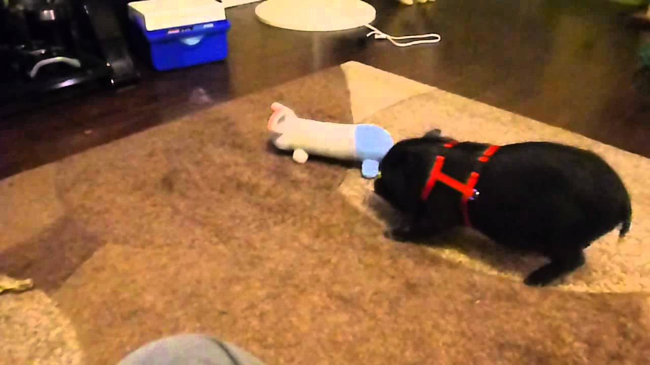 Beans the micro mini pig going crazy!