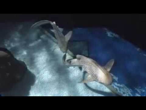 Zebra Shark Courtship