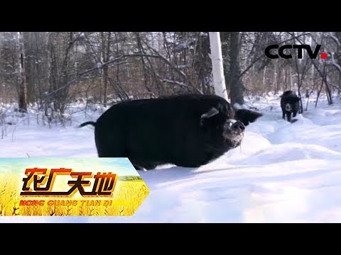 《农广天地》雪原林海  美味飘香 20181223 | CCTV农业