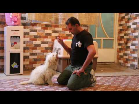 فيديو: كيفية عزل الكلب من الكلاب الأخرى