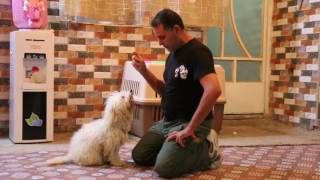 خالد K9  تدريب كلب تيرير على اوامر الاطاعة dogs training.