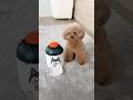押すとおやつが出てくるおもちゃの進化版を見せてみたら、、😂 #dog #トイプードル #パンナ