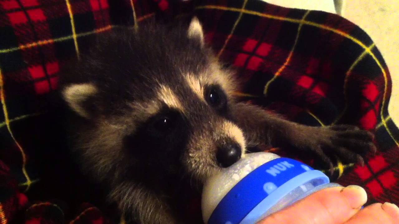 Baby raccoon drinking from bottle YouTube