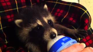 Baby raccoon drinking from bottle