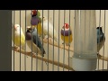 Амадины канарейки щеглы гибриды( певчие птицы у Феруза)