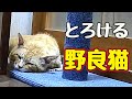 クーラーに負けた【野良猫】