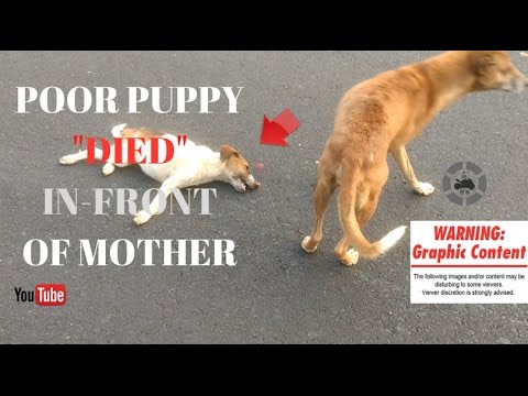 should i remove dead puppy from mother