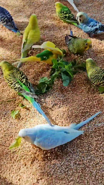 Wedgebirds Eat Booster Leaves