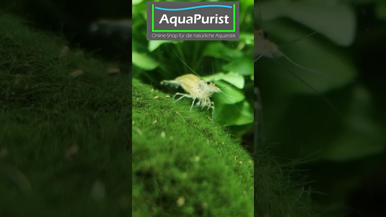 Mooskugeln sind ALGEN?! 😲 